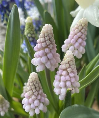 Muscari Pink Sunrise