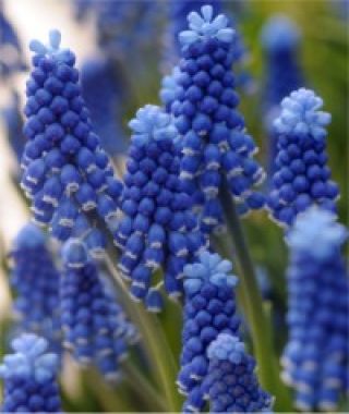 Muscari aucheri Dark Eyes