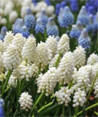 Muscari aucheri White Magic