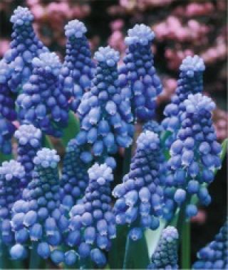 Muscari botyroides Superstar