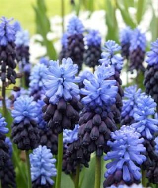 Muscari latifolium