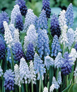 The Magical Muscari Mixture