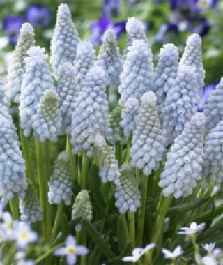 Muscari neglectum Baby's Breath