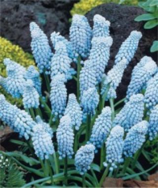 Muscari armeniacum Valerie Finnis