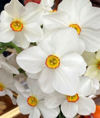 Narcissus Actaea