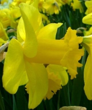 Narcissus Arkle