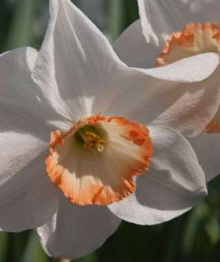 Narcissus Audubon