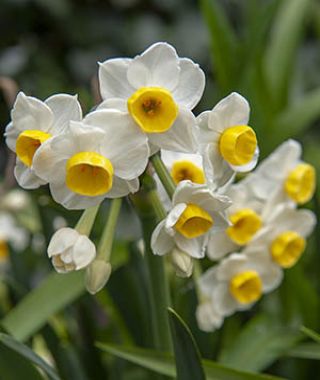 Narcissus Avalanche