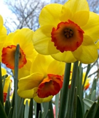 Narcissus Bantam