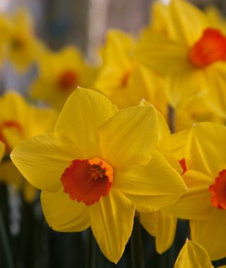 Narcissus Brackenhurst 