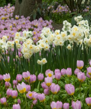 Double Narcissus Bridal Crown