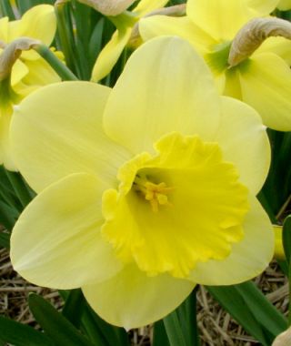 Large Cupped Narcissus Cairngorm