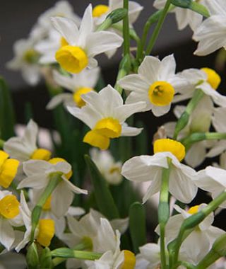 Narcissus canaliculatus