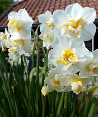 Narcissus Cheerfulness