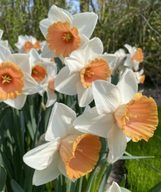 Narcissus Chromacolor