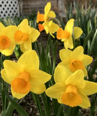 Narcissus Classic Garden