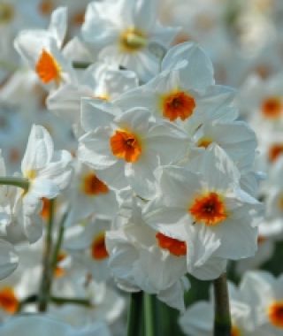 Narcissus Cragford