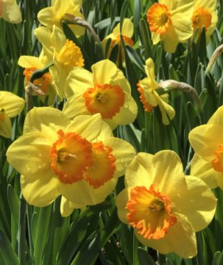 Narcissus Delibes