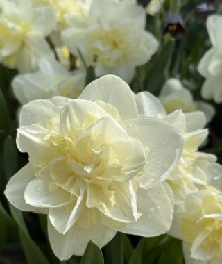 Double Narcissus Eline