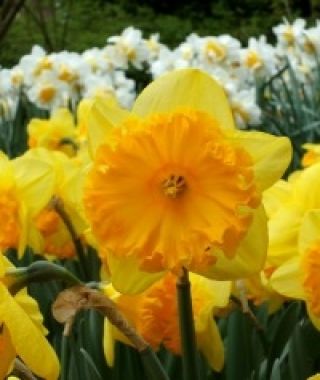 Narcissus Ferris Wheel