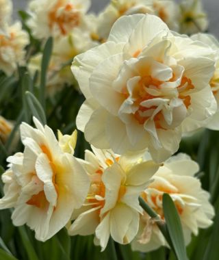 Double Narcissus Flower Parade