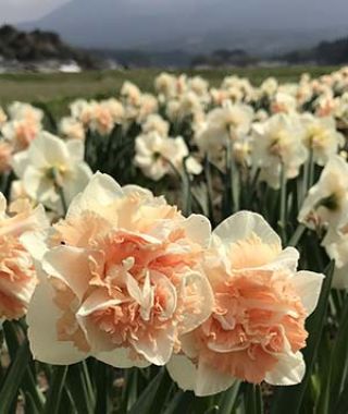 Narcissus Flower Surprise