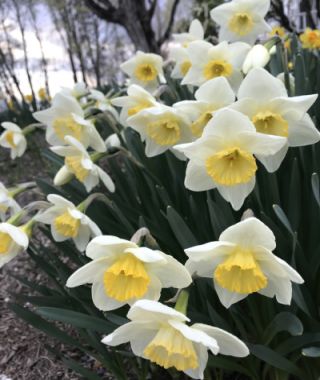 Narcissus Frosty Snow