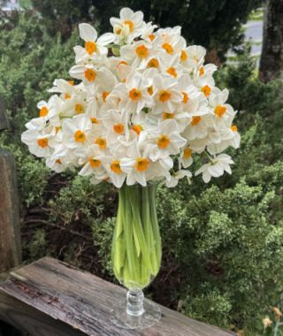 Narcissus Geranium