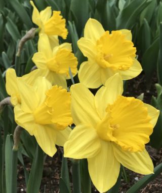 Narcissus Gigantic Star