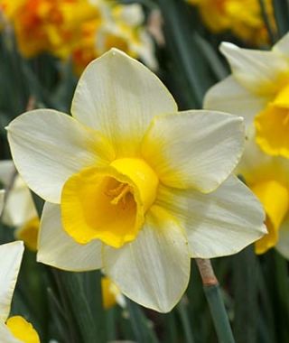 Narcissus Golden Echo