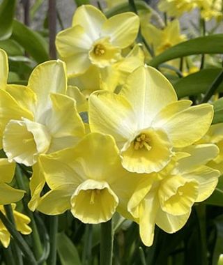 Narcissus Hillstar