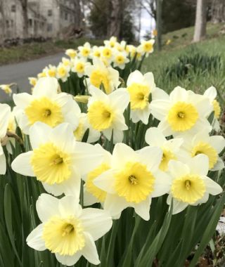 Narcissus Ice Follies