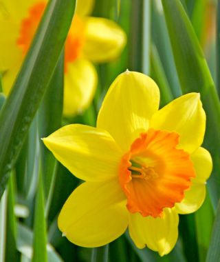 Large Cupped Narcissus Loveday