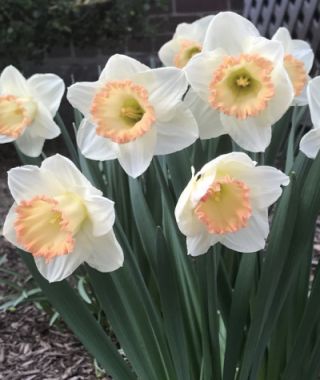 Narcissus Martha Stewart