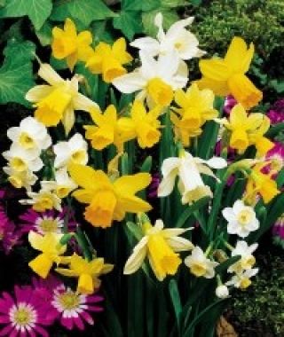 The Miniature Narcissus Mixture