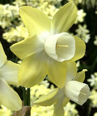 Narcissus Moonlight Sensation