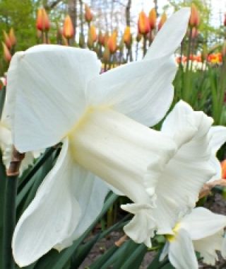 Narcissus Mount Hood