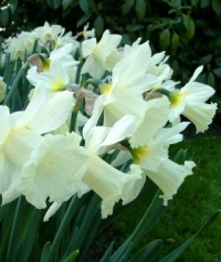 Landscape-Sized Narcissus Mount Hood