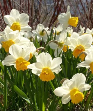 Narcissus Orange Comet