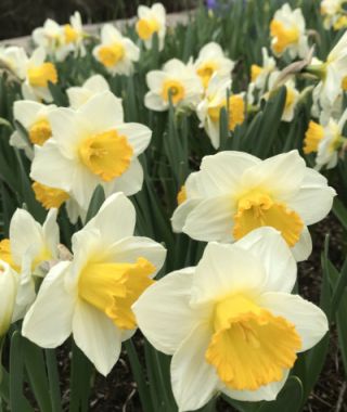 Narcissus Orange Sunset