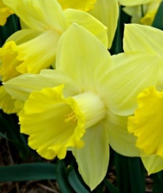 Narcissus Pistachio