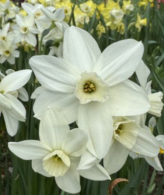 Narcissus Polar Hunter