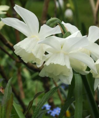 Narcissus Pueblo