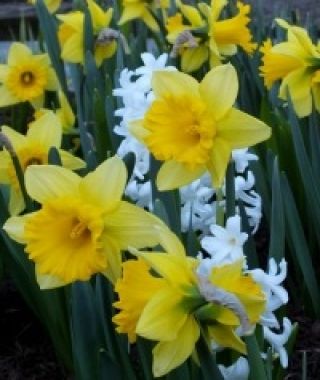 Narcissus Rijnveld's Early Sensation