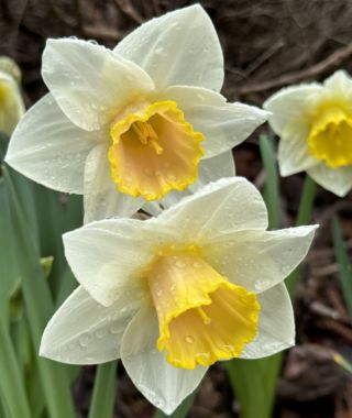 Narcissus Salome