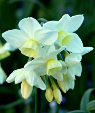 Narcissus Silver Chimes