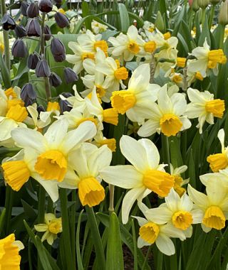 Narcissus Spring Sunshine 