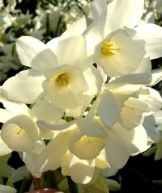 Narcissus Starlight Sensation