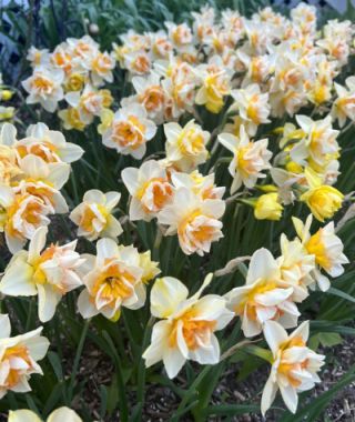 Narcissus Sweet Ocean