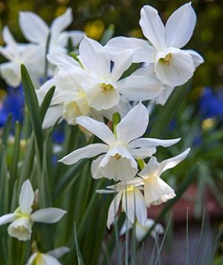 Narcissus Thalia